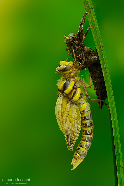 Metamorphosis