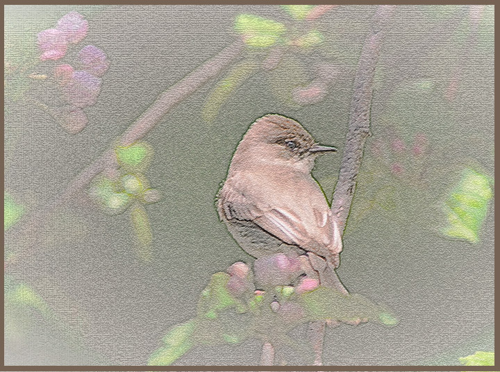 Eastern Phobe on Canvas