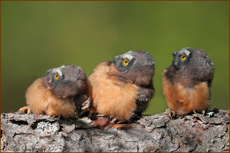 Saw-whet Owlets