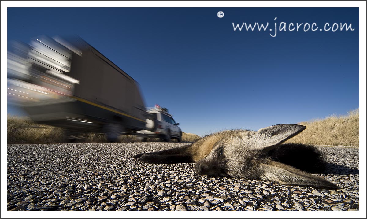 Bat-Eared Fox No Longer