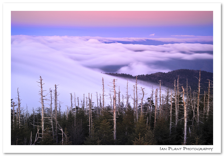 Cloud Forest