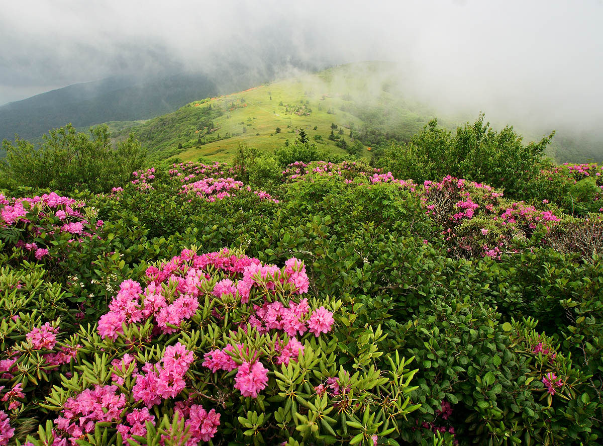 Roaming Roan