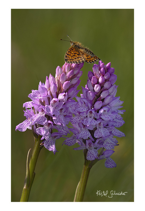 Heath Spotted Orchid +