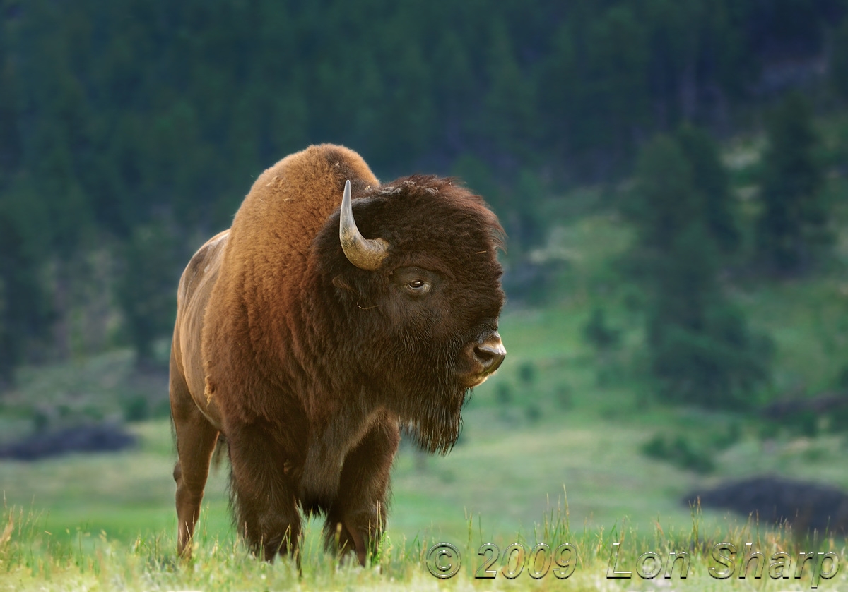 Bison