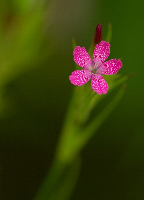 Teeny Tiny.......but I'd like an I.D. !