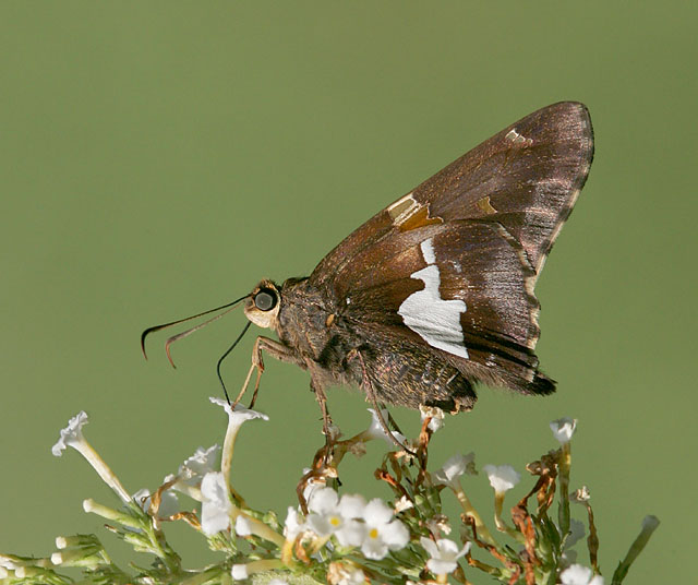 Silver Spotted Skipper