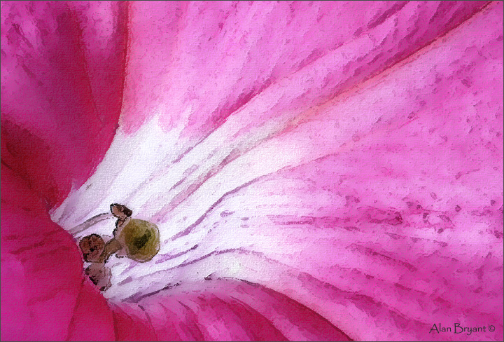 Painted petunia