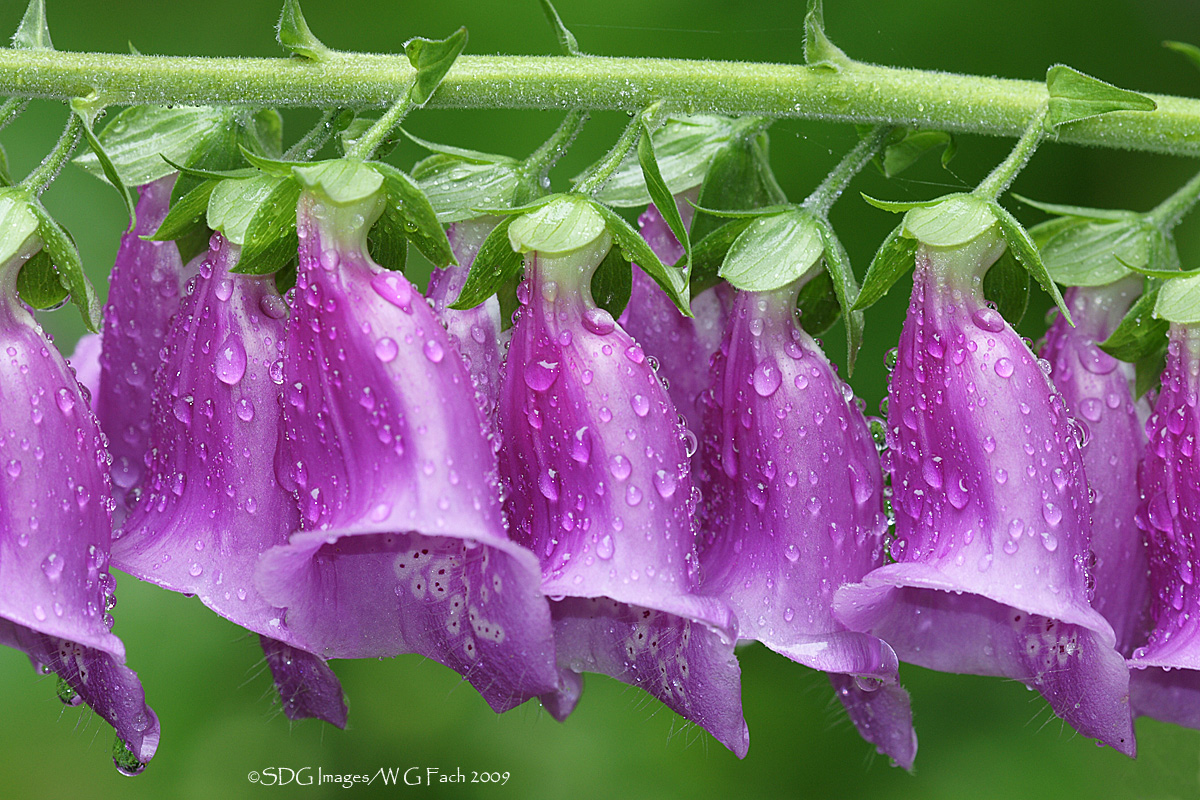 Foxgloves