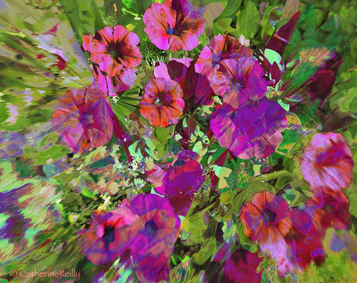 Petunias