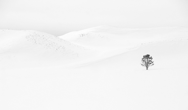 Lone Tree - WC # 391