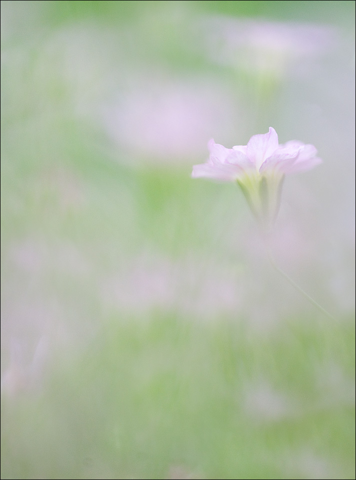 Misty BabysBreath