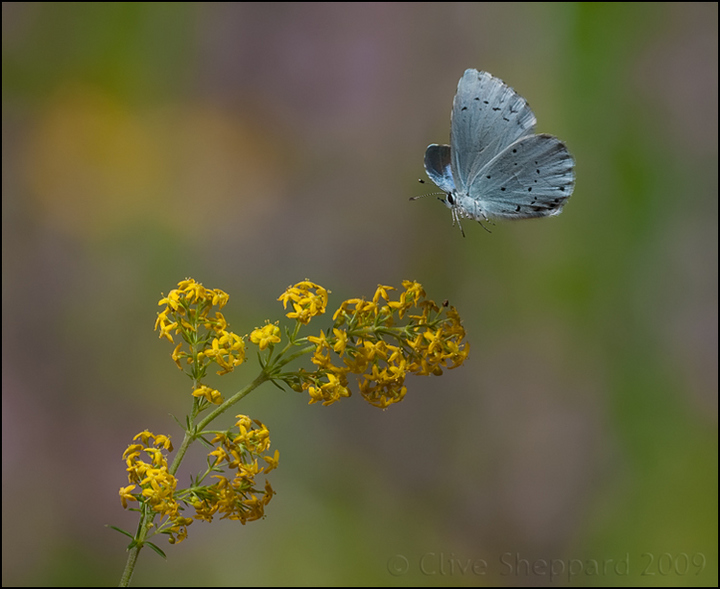Holly Blue flutters by