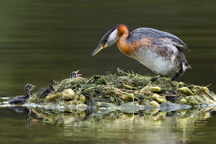 Red-necked Grebe, chicks