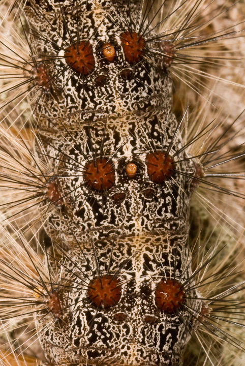 caterpillar