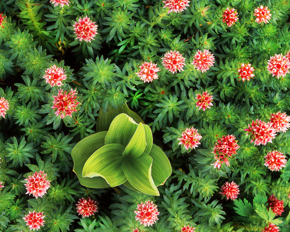 Queen's Crown & Corn Lily