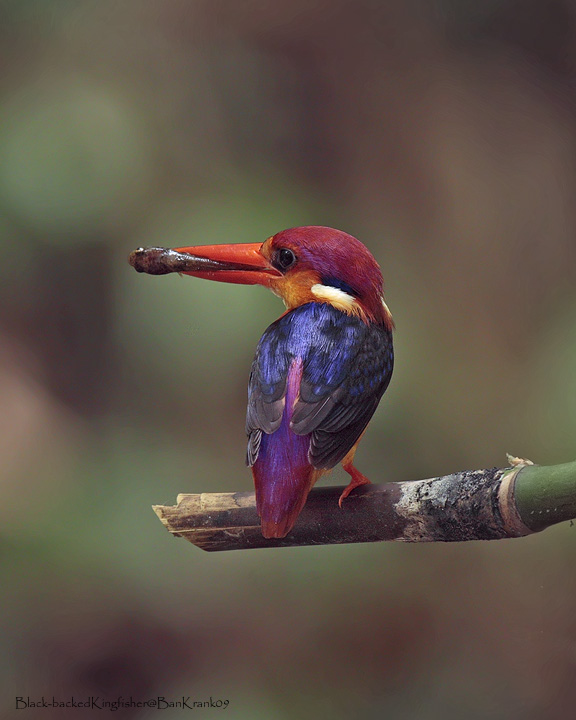 Black-backed Kingfisher