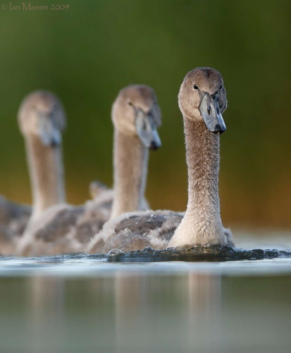 Follow the Leader