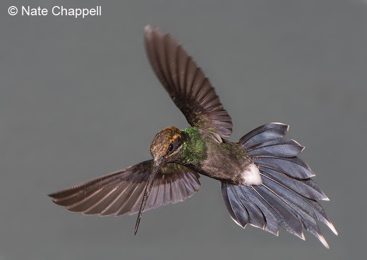 White-whiskered Hermit