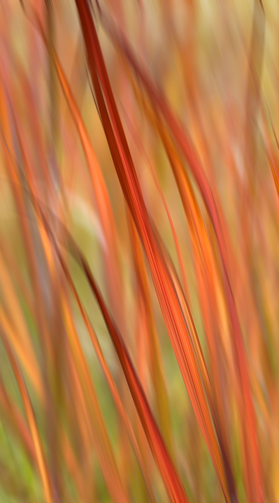 Grass Ribbons (Unflower)