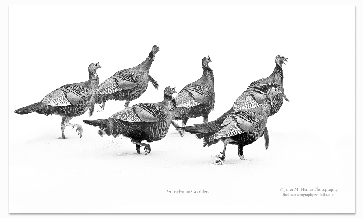 Pennsylvania Gobblers