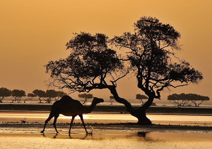 A walk in the Mangroves