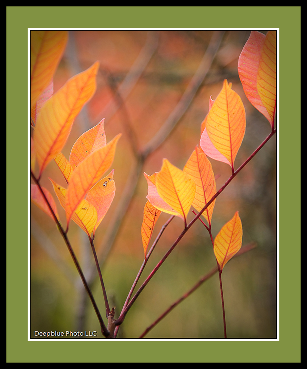 It's here again...Fall.