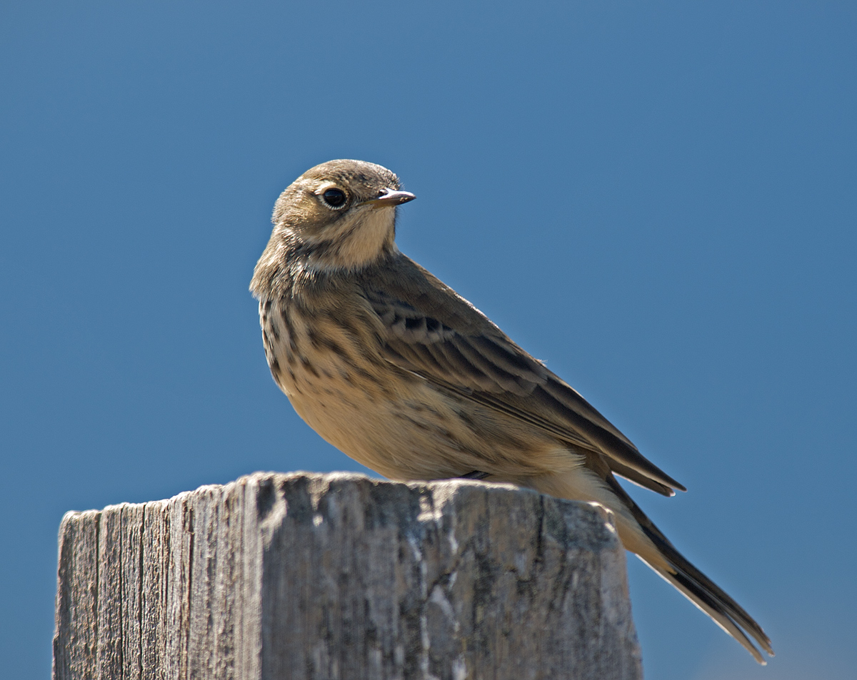 American Pipit