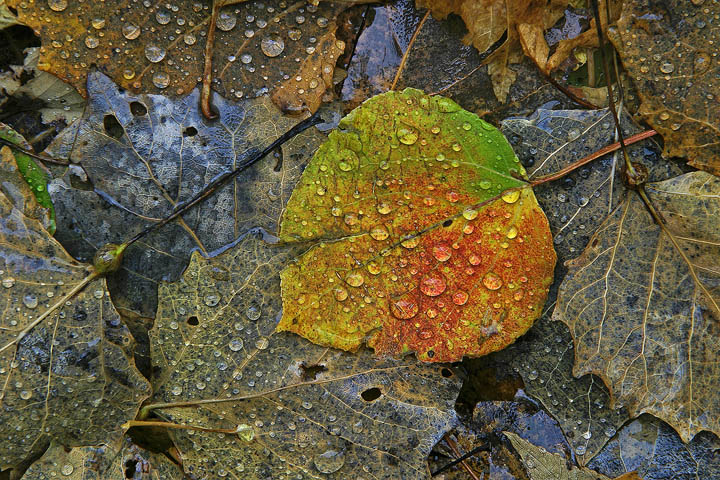 After the rains