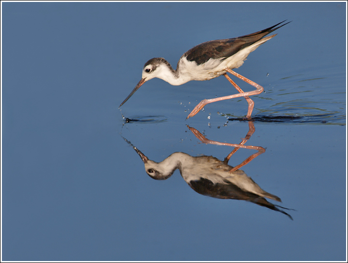 Dancing Stilt