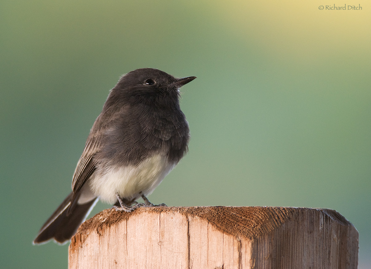 Black Phoebe