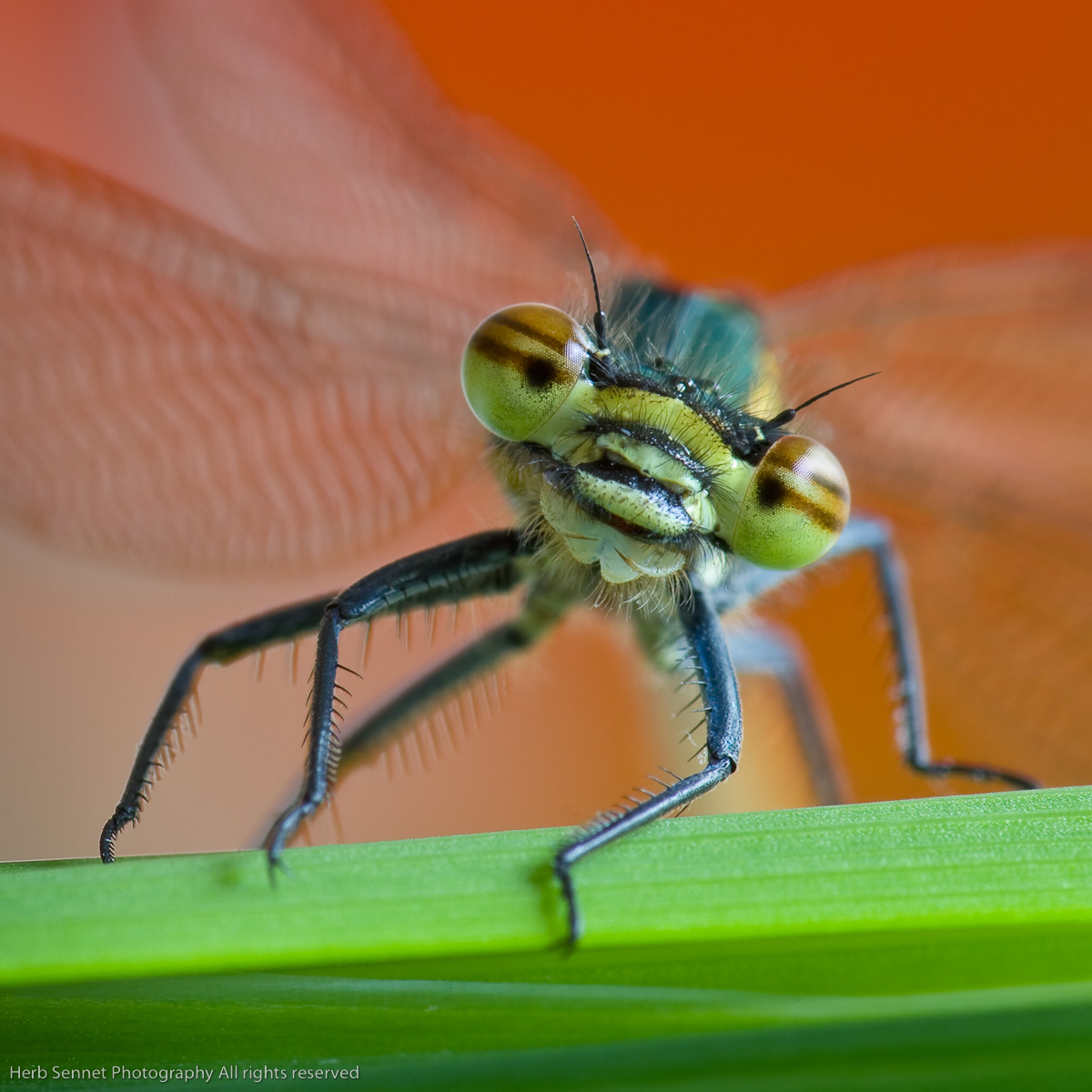 Emerald Damselfly