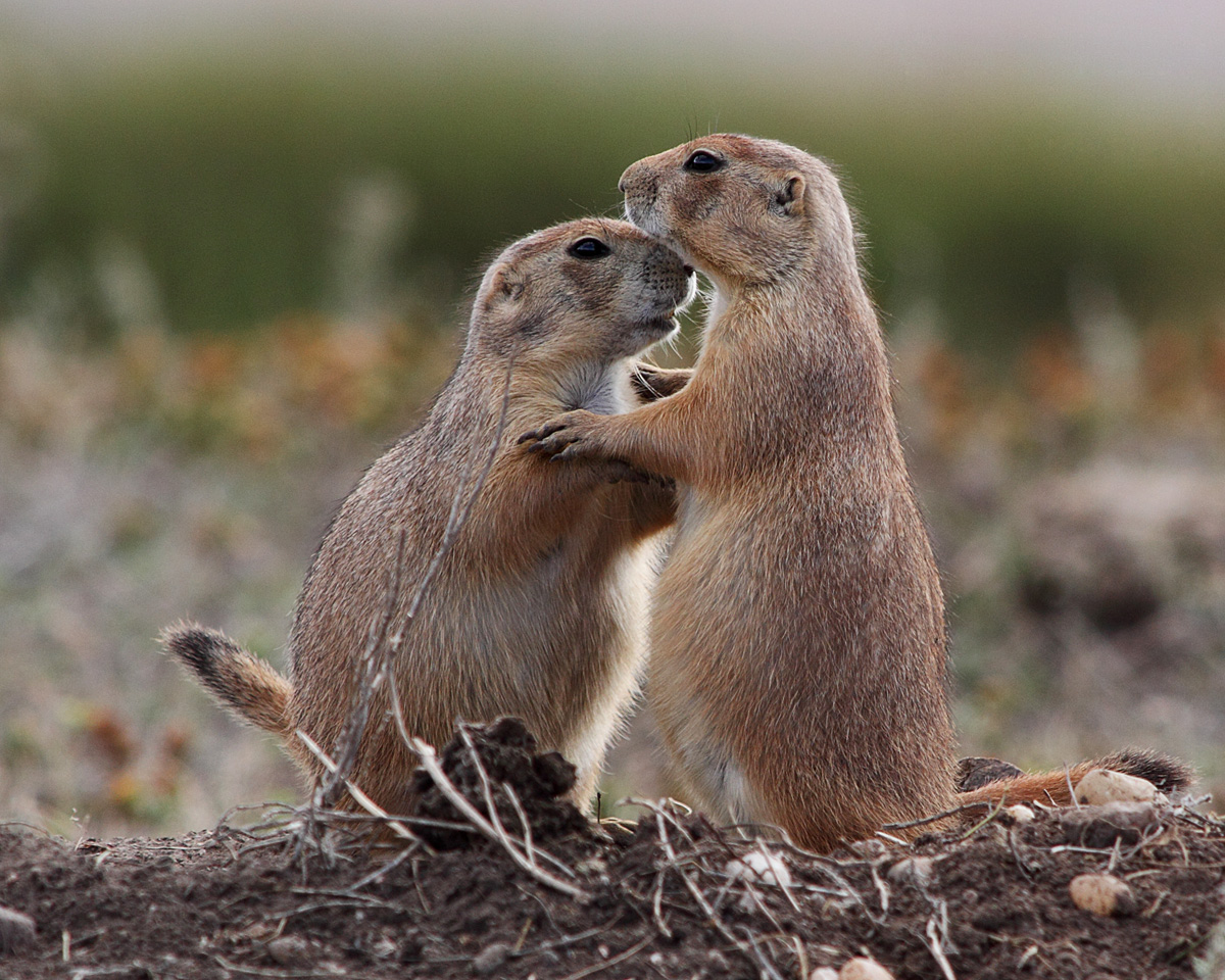 Hugs