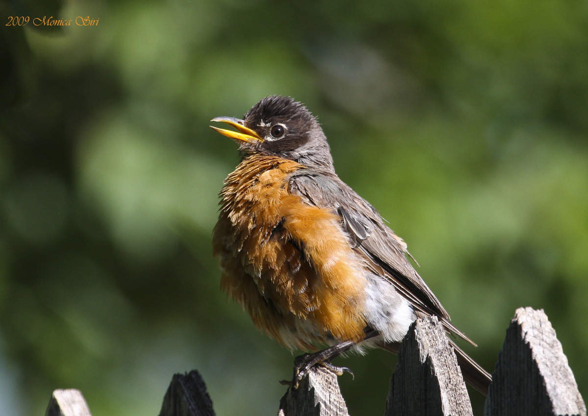 american robin
