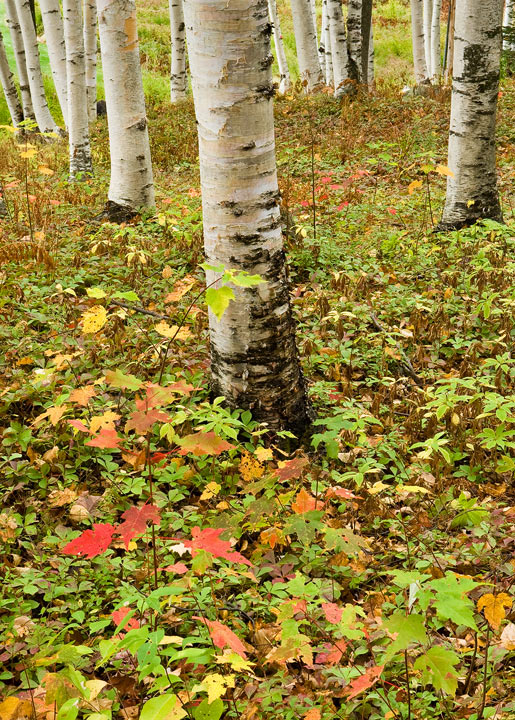 Mount Washington Birches