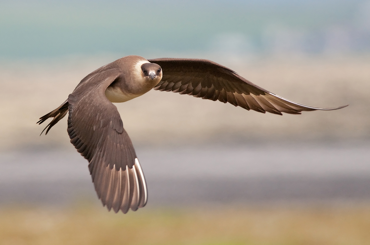Arctic Skua