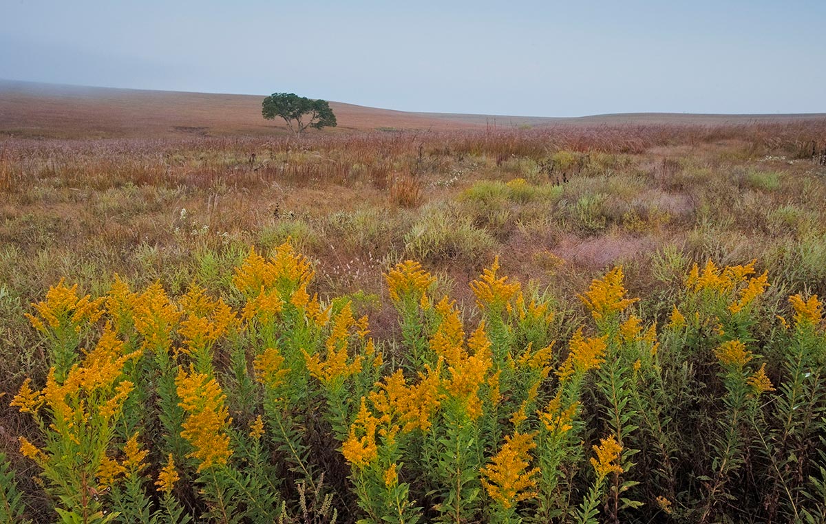 Goldenrod on the Prairie