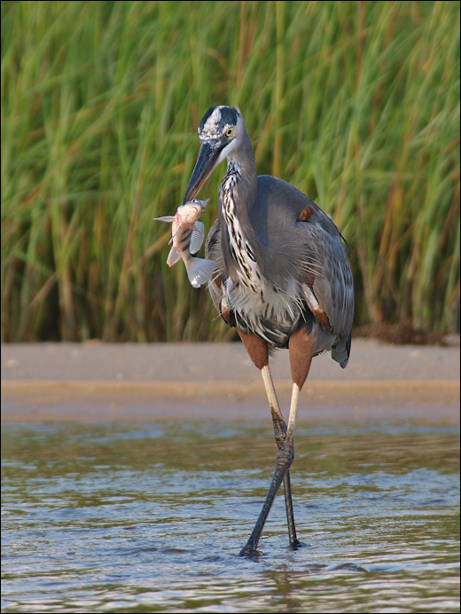 Great Blue & Breakfast
