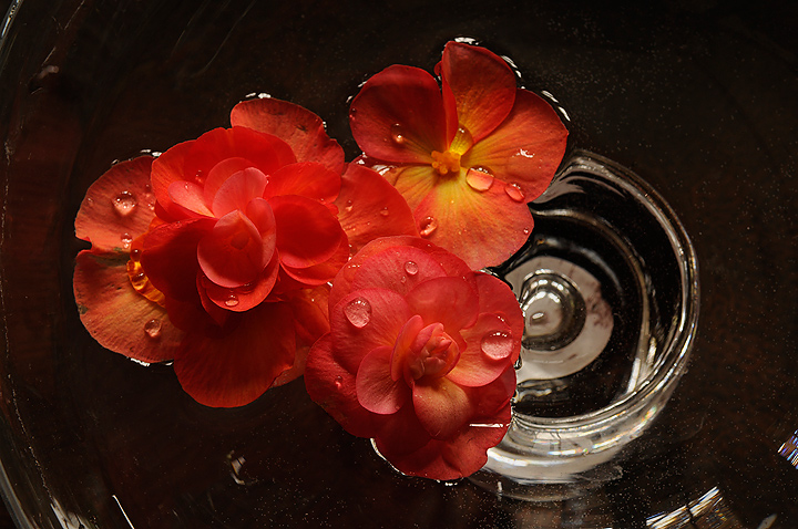 Begonia and glass