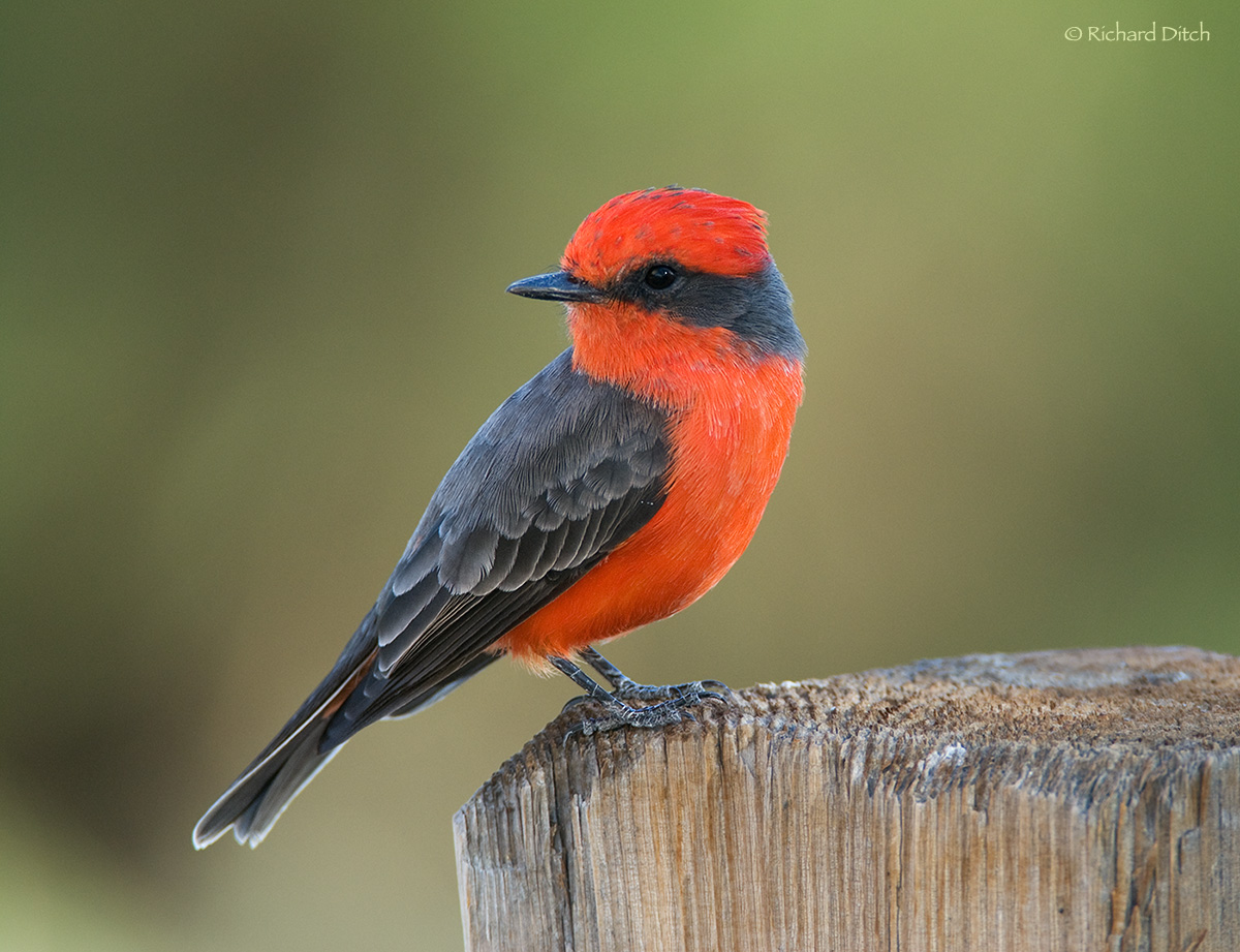 Vermilion Flycatcher
