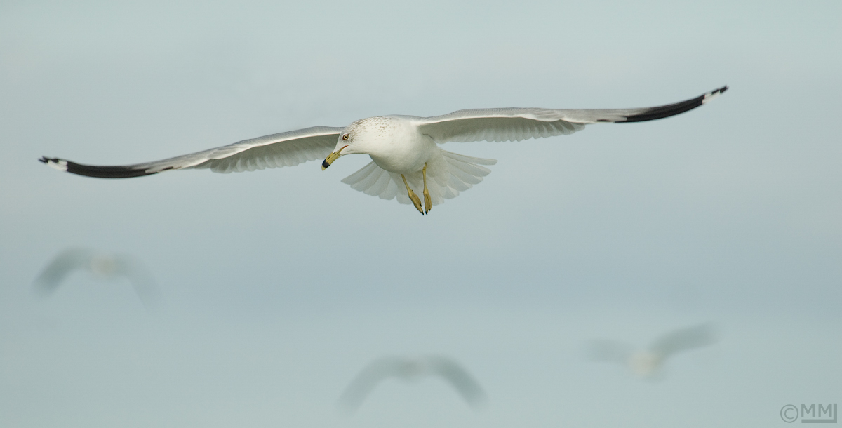Ring-billed Gull