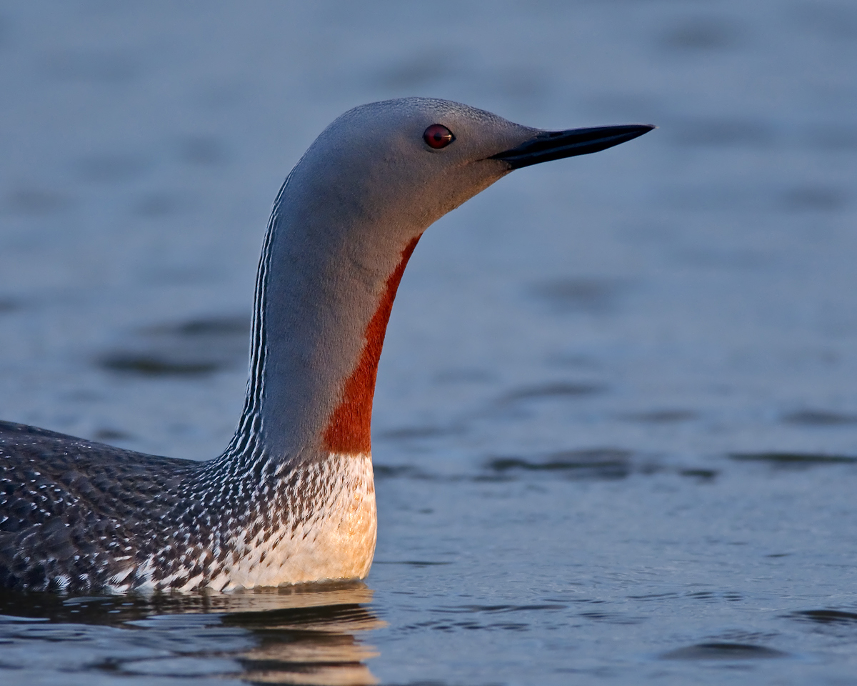 Red-throated Loon #2