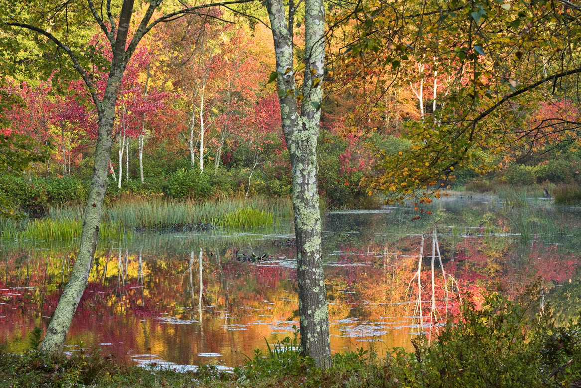 Bargnesi's Pond