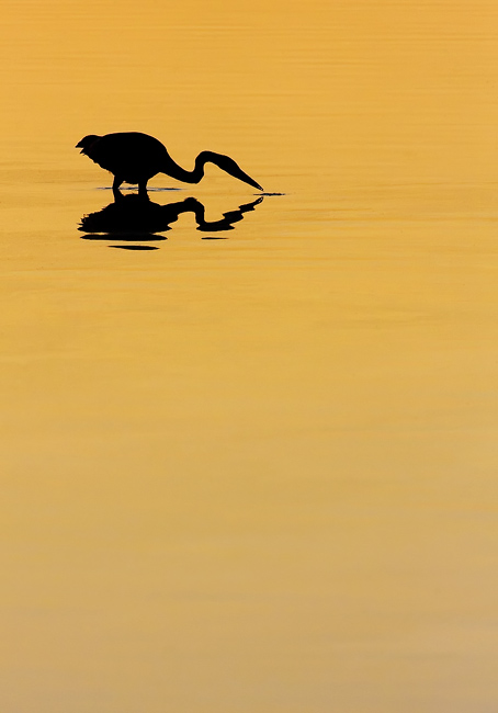 Dawn Heron