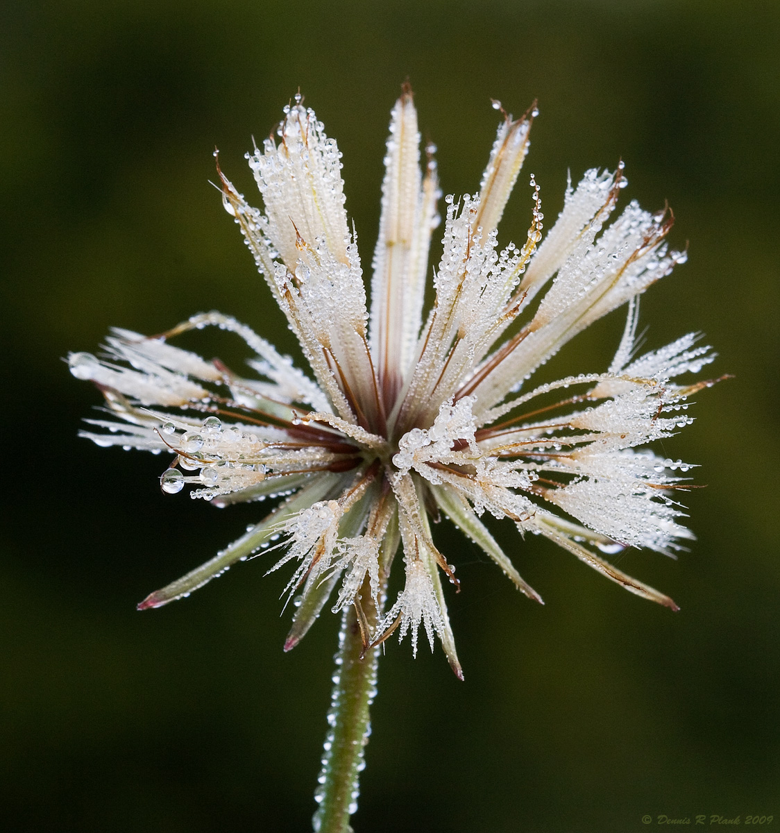 Dew Jewelry