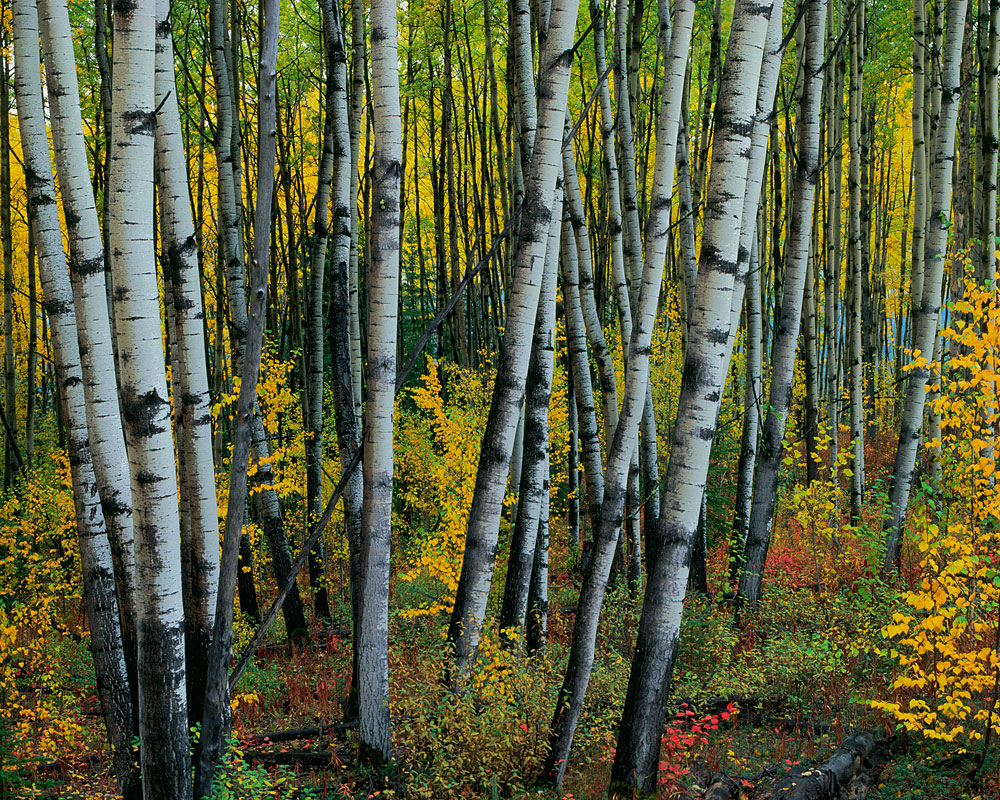 Aspen Grove