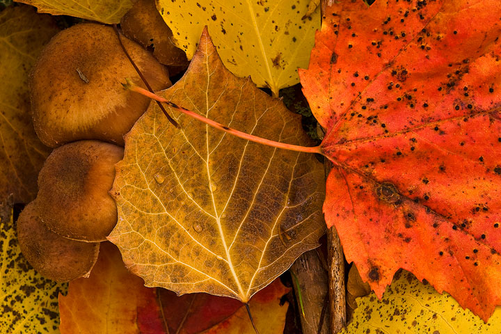 Shrooms and Leaves