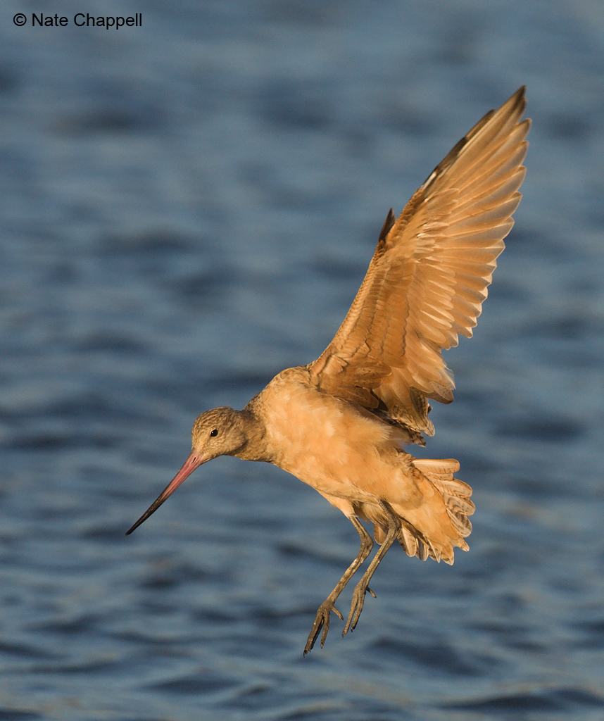 Marbled Godwit