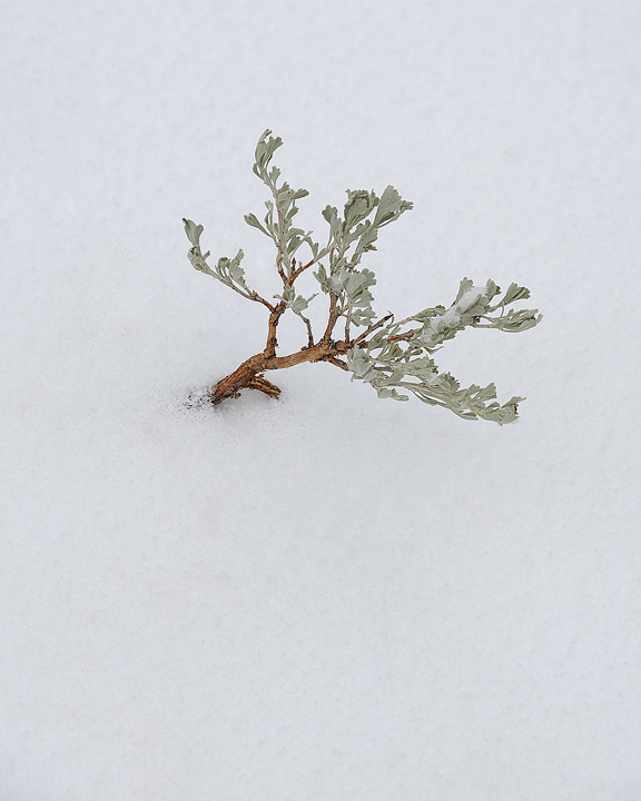 Weathering the Storm