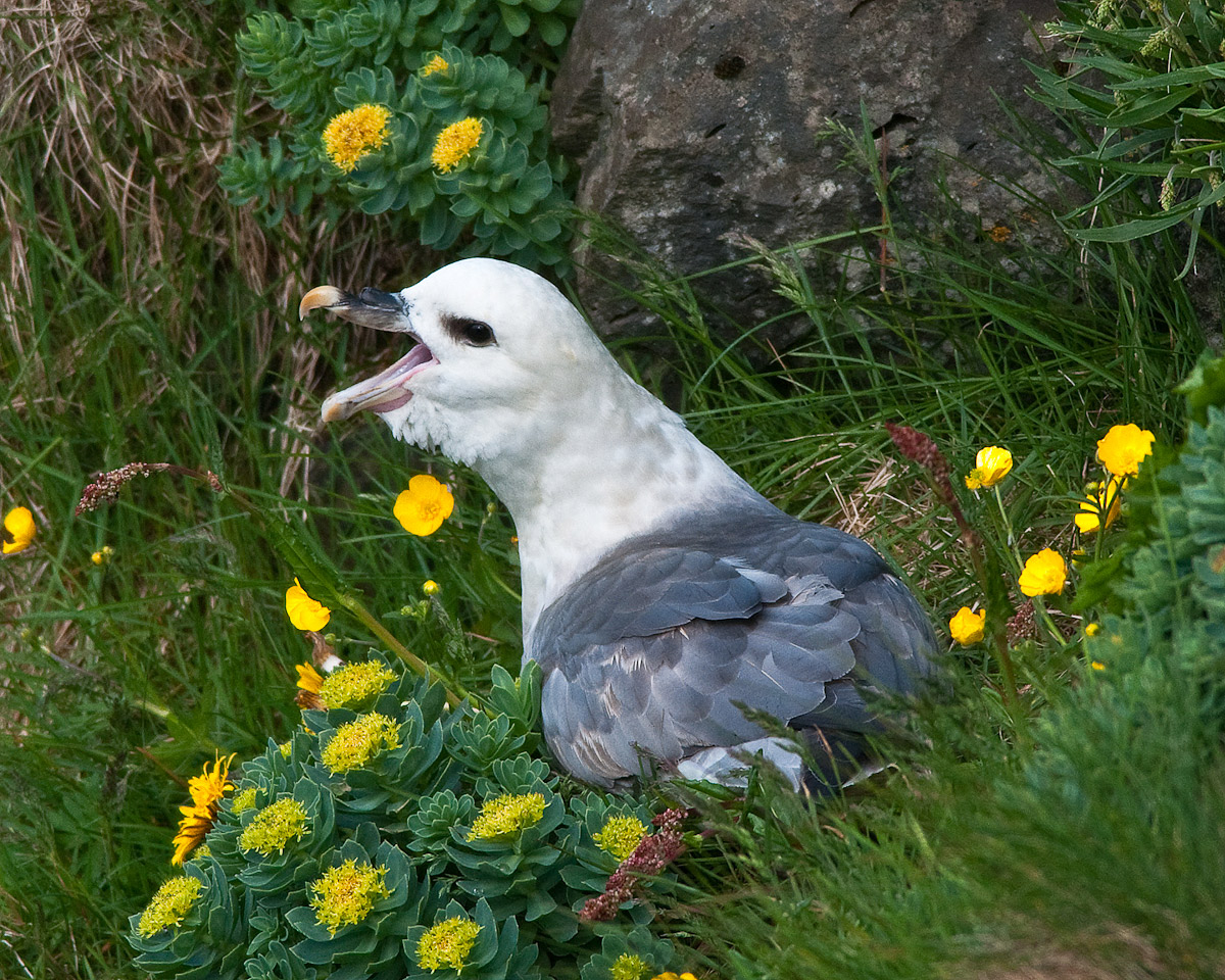 Northern Fulmar + repost