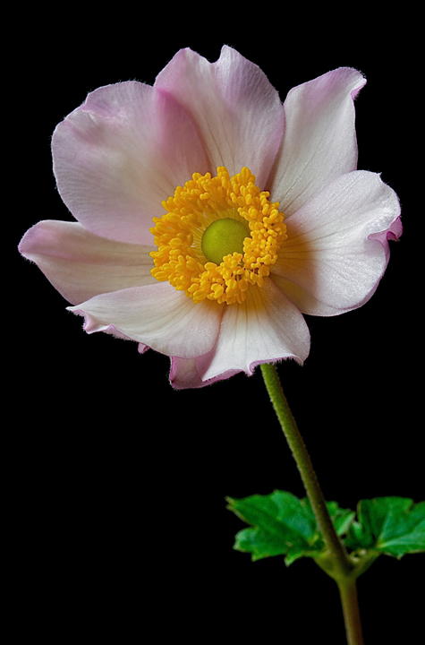 Morning Anemone